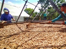 Tabanan Kebagian 354 Ton Pupuk Subsidi Khusus Kakao