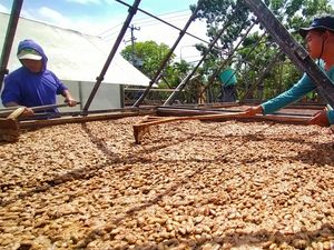Tabanan Kebagian 354 Ton Pupuk Subsidi Khusus Kakao Tabanan Kebagian 354 Ton Pupuk Subsidi Khusus Kakao