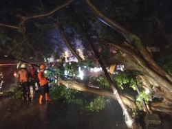 Pohon Tumbang Timpa Gudang di Kota Bogor, Tak Ada Korban Jiwa