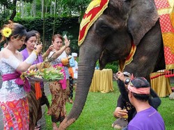 Unik! Gajah-Orang Utan Rayakan Tumpek Kandang di Bali Zoo