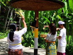 Bali Bird Park Rayakan Tumpek Kandang untuk Ribuan Satwa