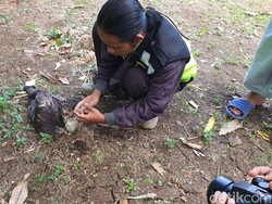 Seekor Elang Terluka Ditemukan di Gunungkidul, Diduga Ditembak Pemburu