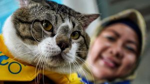 Serunya Saat Hewan Peliharaan Ikut Fashion Show-Keliling Naik Skuter