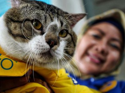 Serunya Saat Hewan Peliharaan Ikut Fashion Show-Keliling Naik Skuter
