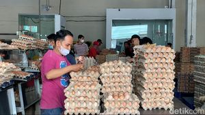 Harga Telur Naik, KPPU Sidak Distributor di Deli Serdang