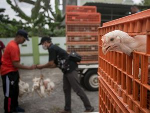 Peternak Bagikan Ribuan Ayam Gratis di Karanganyar, Ada Apa?