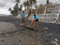 Lumba-lumba Mati Terdampar di Pantai Perancak Jembrana