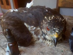 Kondisi Terkini Elang Sikep Madu yang Tertembus Peluru di Gunungkidul