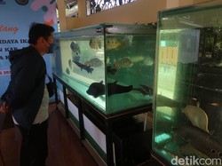 Desa Wisata Ikan Hias Kadisoro Bantul, Tujuan Studi Banding-Suplai Ekspor