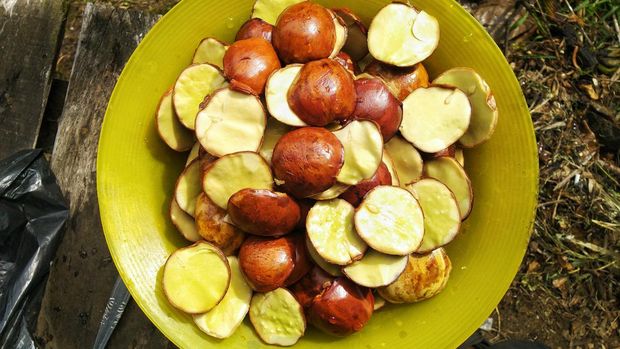 Ilustrasi buah jengkol Ilustrasi buah jengkol
