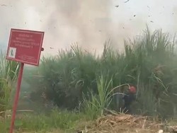 Lahan Tebu di Dekat Permukiman Warga Sidoarjo Terbakar, 1 PMK Diluncurkan