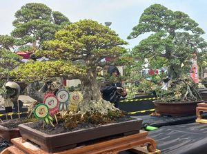 Kontes 250 Bonsai Digelar di Kota Pasuruan, Harganya Setengah Miliar Rupiah