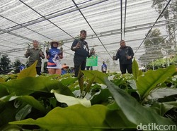 Bupati Rudy Minta Lahan Produksi Kopi di Garut Diperluas ke Menta