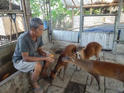 Kisah Imam Subaweh, dari Hobi Berburu Kini Pelihara Kijang Jawa