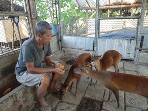 Kisah Imam Subaweh, dari Hobi Berburu Kini Pelihara Kijang Jawa Kisah Imam Subaweh, dari Hobi Berburu Kini Pelihara Kijang Jawa