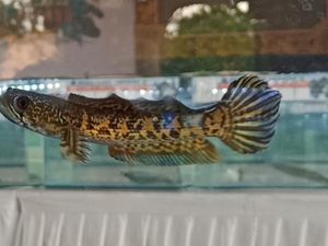 11 Makanan Ikan Channa dan Tips Agar Warnanya Makin Cantik 11 Makanan Ikan Channa dan Tips Agar Warnanya Makin Cantik