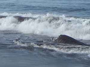 Seekor Hiu Tutul Ditemukan Mati Terdampar di Pantai Drajid Lumajang