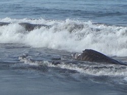 Seekor Hiu Tutul Ditemukan Mati Terdampar di Pantai Drajid Lumajang