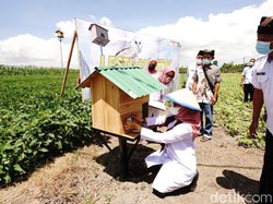 Cara Efisien Pemkab Banyuwangi Kendalikan Hama Tikus dengan Rumah Burung Hantu
