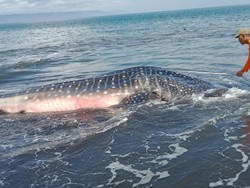 Hiu Tutul 6,5 Meter Ditemukan Mati Terdampar di Pantai Selatan Jember