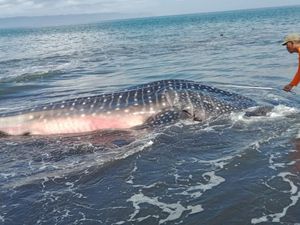 Hiu Tutul 6,5 Meter Ditemukan Mati Terdampar di Pantai Selatan Jember Hiu Tutul 6,5 Meter Ditemukan Mati Terdampar di Pantai Selatan Jember