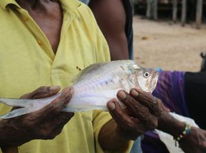Kisah Ikan Kaca dari Papua, Habitat Terancam Tambang Emas Ilegal Kisah Ikan Kaca dari Papua, Habitat Terancam Tambang Emas Ilegal