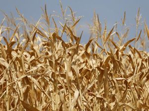 Penampakan Ladang Jagung di Prancis yang Rusak Dihantam Cuaca Panas Penampakan Ladang Jagung di Prancis yang Rusak Dihantam Cuaca Panas
