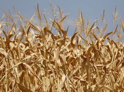 Penampakan Ladang Jagung di Prancis yang Rusak Dihantam Cuaca Panas