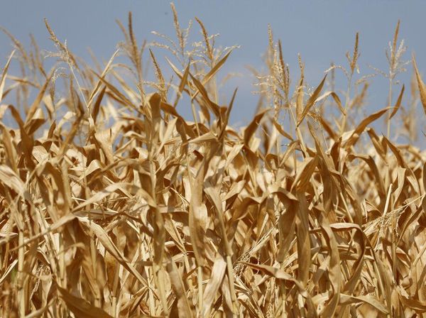 Penampakan Ladang Jagung di Prancis yang Rusak Dihantam Cuaca Panas