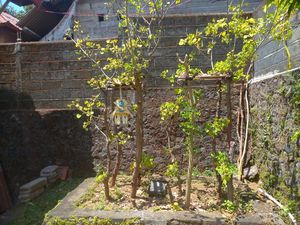 Unik! Sanggah Kemulan di Desa Les Buleleng Wajib Pakai Pohon Dapdap