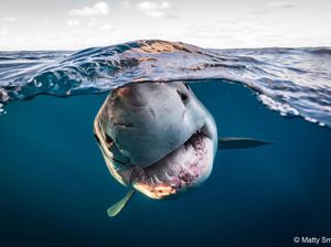 Karya Memukau Jawara & Finalis Kontes Foto Alam, Ada Lokasi di Indonesia