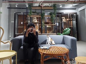 Lagi Banyak Pikiran? Sini Ngopi Sambil Ngelus Kucing di BSD