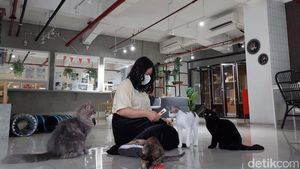Foto: Tempat Nongkrong Pecinta Kucing di BSD, Tangsel