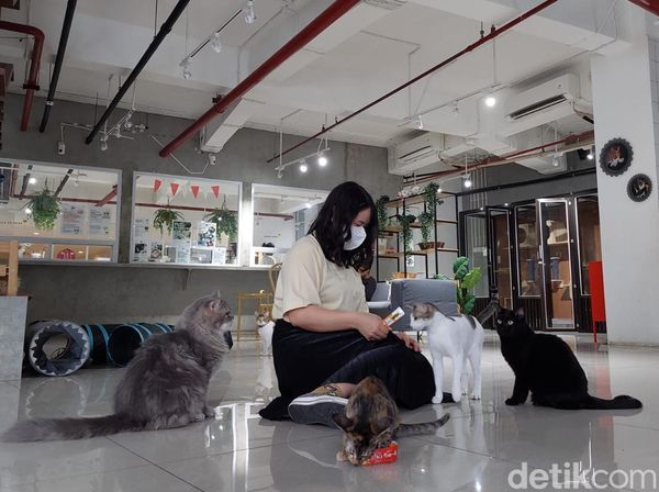 Foto: Tempat Nongkrong Pecinta Kucing di BSD, Tangsel
