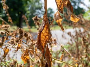 Ilmuwan Prediksi Suhu Udara Naik 1,2 Derajat Celsius Tahun Depan