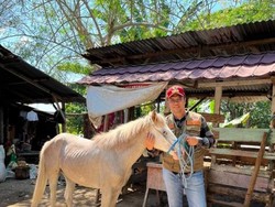 Gubernur NTB Akui Punya Kuda di Arena Pacuan Kuda Sumbawa