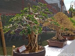 Merapat! Pameran Bonsai di Tirtomarto Klaten, Ada Kontes-Jual Beli