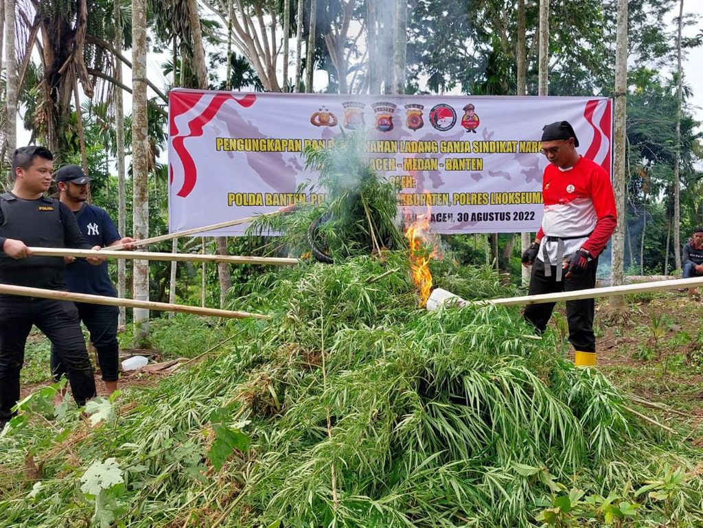 Polda Banten Musnahkan 3 Hektare Ladang Ganja di Aceh Utara