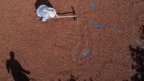 Potret Petani Hazelnat di Turki yang Limbung Karena Inflasi