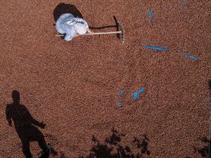 Potret Petani Hazelnat di Turki yang Limbung Karena Inflasi