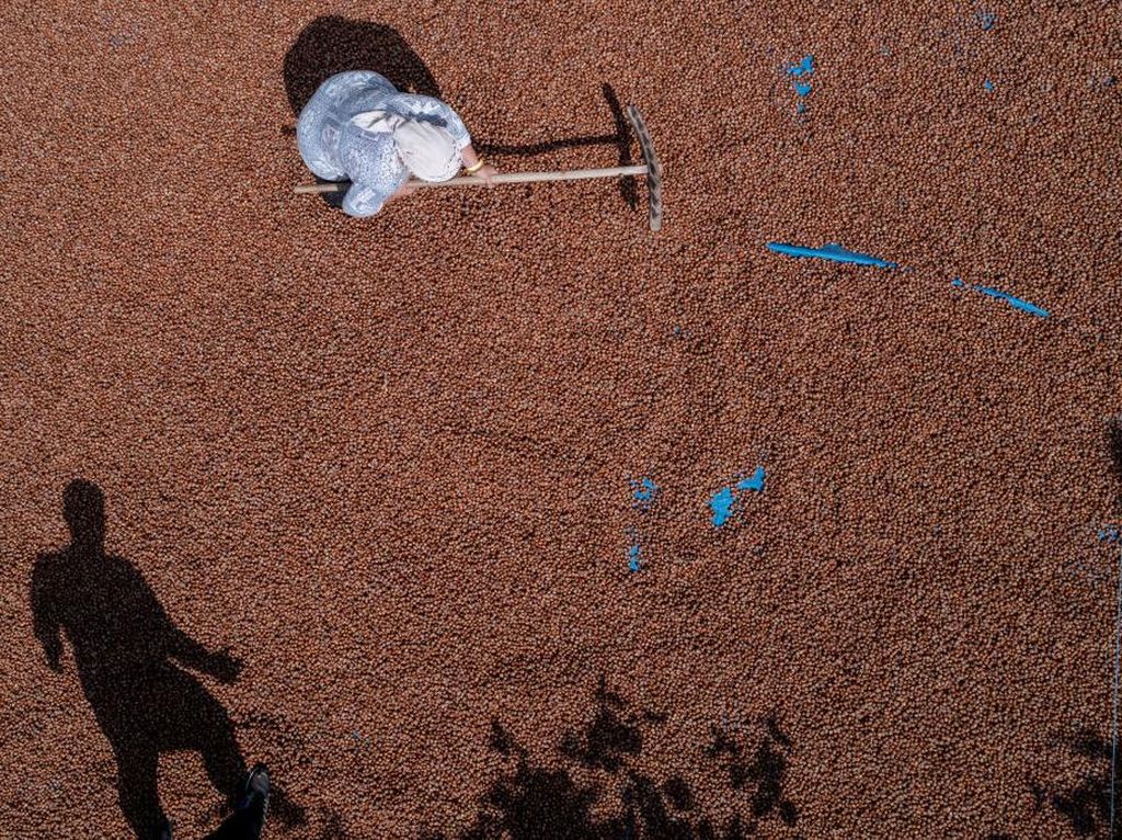 Potret Petani Hazelnat di Turki yang Limbung Karena Inflasi Potret Petani Hazelnat di Turki yang Limbung Karena Inflasi