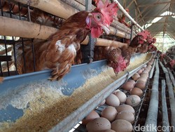 Jokowi Sebut Harga Telur Turun 2 Pekan Lagi, Peternak Boyolali: yang Wajar Saja