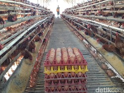 Cegah Harga Telur Naik, Pedagang Pasar Minta Dilibatkan Salurkan Bansos