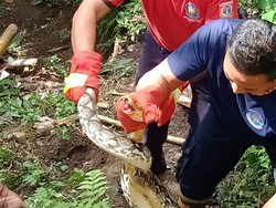 Muncul di Jalan-Mangsa Ternak, Ular Piton 4 Meter Ditangkap Petugas