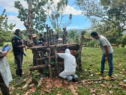 26 Sapi Positif PMK di Barru Dipotong Paksa, Warga Tak Tuntut Ganti Rugi