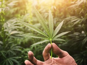 Terimbas Legalisasi Ganja Thailand, Singapura Buka Suara