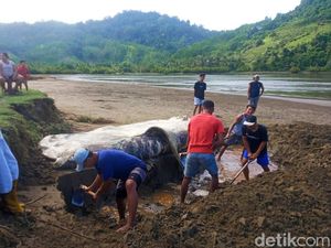 Hiu Tutul Kembali Ditemukan Mati Terdampar di Banyuwangi Hiu Tutul Kembali Ditemukan Mati Terdampar di Banyuwangi