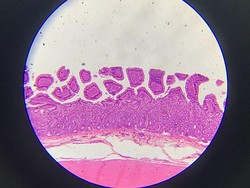 Jaringan Epitel Itu Apa? Ini Penjelasan Mengenai Fungsi serta Jenisnya
