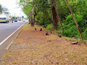 TNBB Larang Pengendara Beri Makan Monyet di Jalan Hutan Cekik Jembrana TNBB Larang Pengendara Beri Makan Monyet di Jalan Hutan Cekik Jembrana