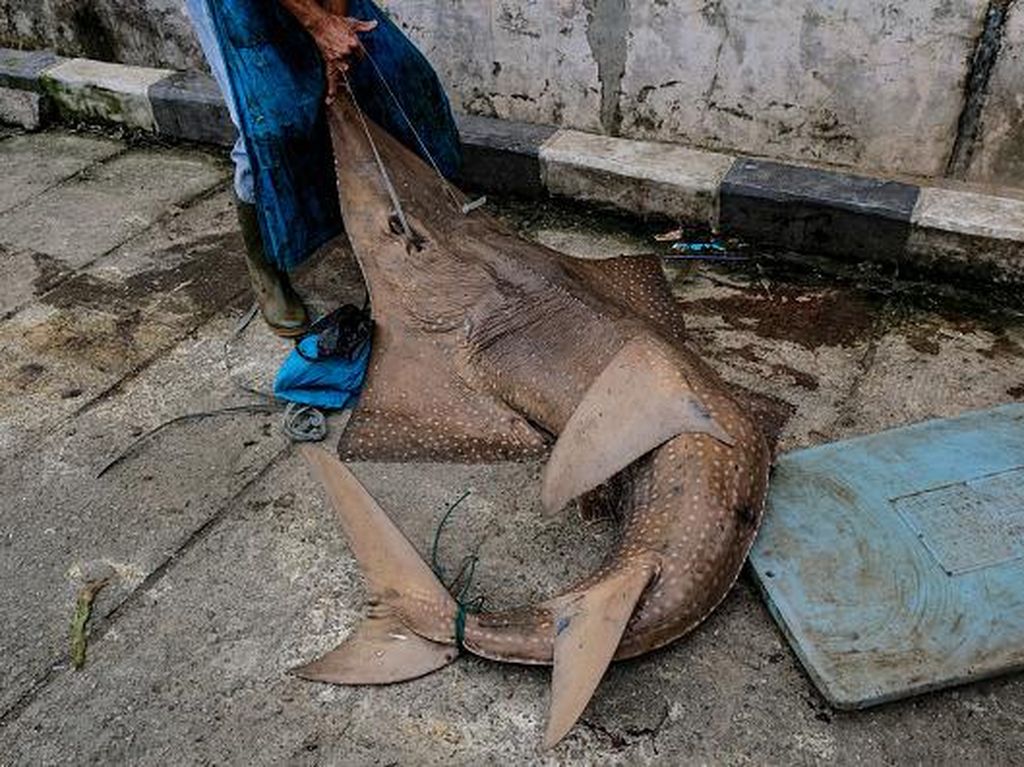 Ikan Hiu Ini Jadi Target Nelayan di Bangka Belitung Karena Mahal